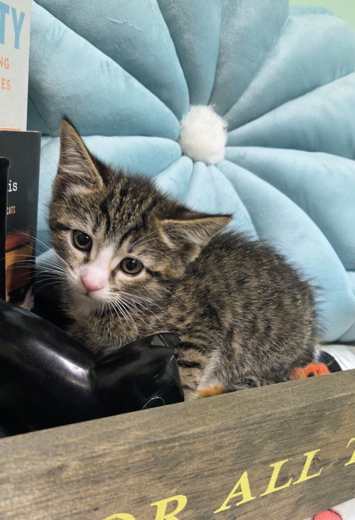 Photo 2 of Peach Kitten