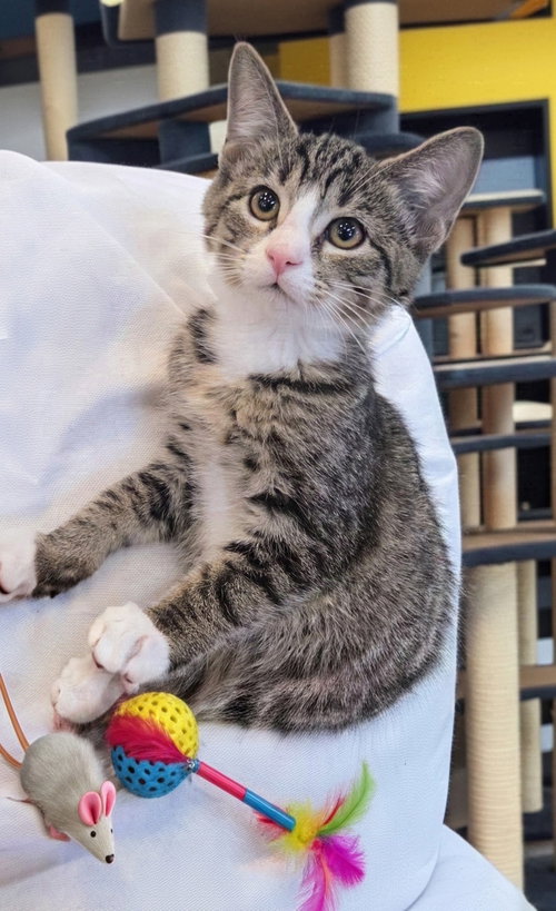 Peach Kitten, a cat for adoption from Tails of Hope Cat Rescue of Eastern PA