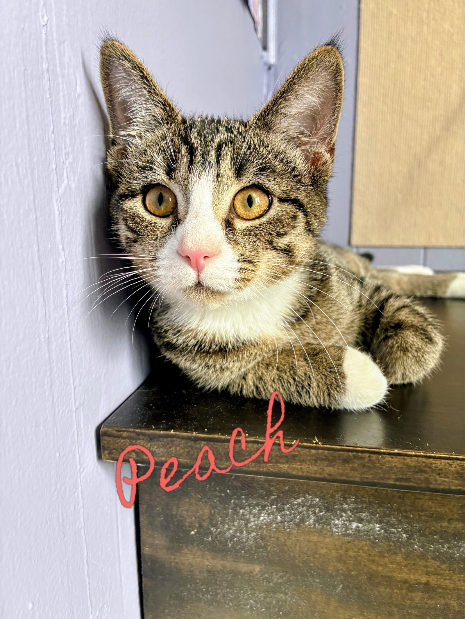 Peach Kitten, photo 2