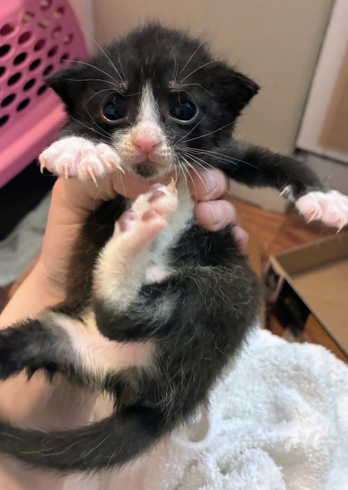 Photo 3 of Pearl Kitten