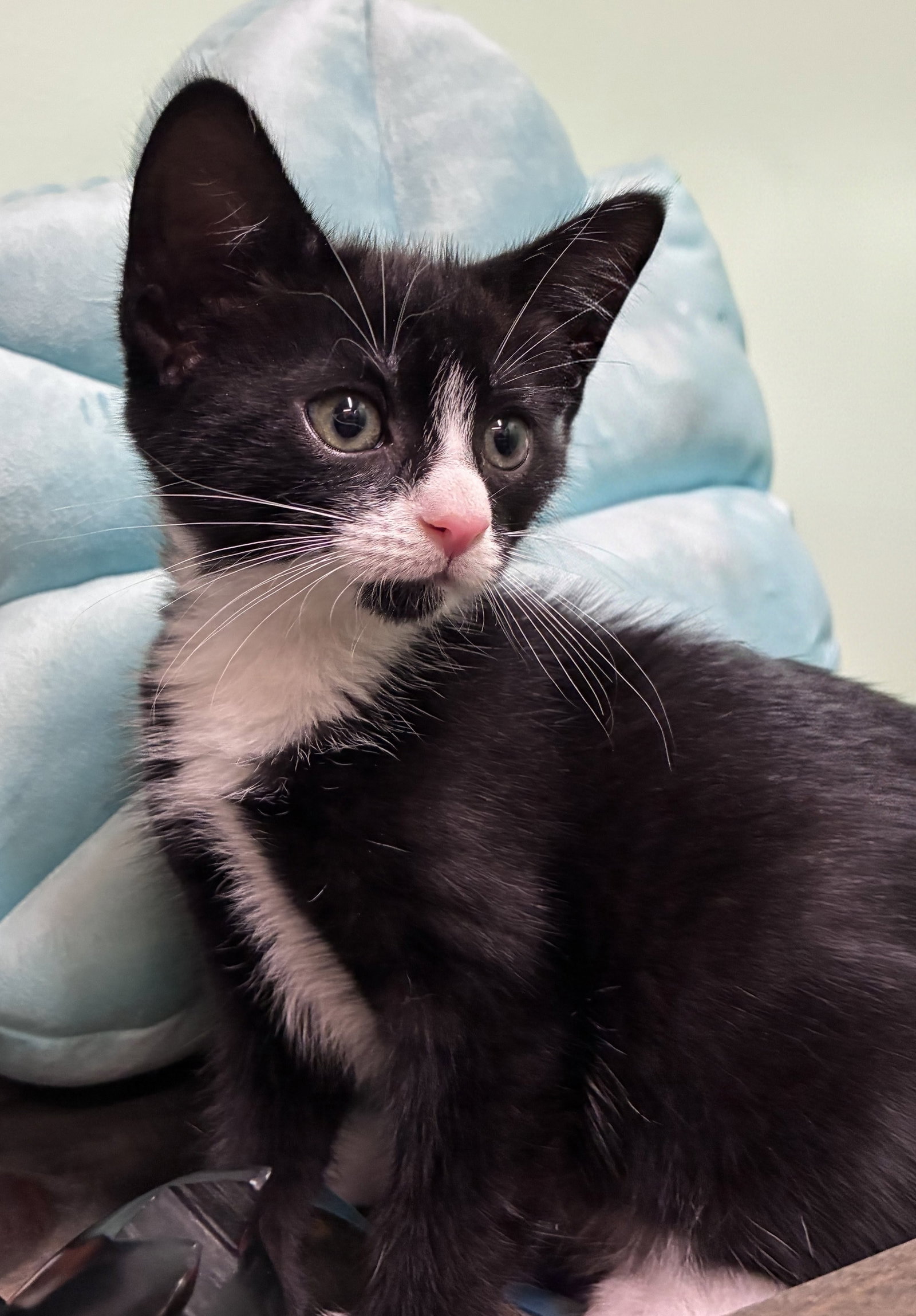 Pearl Kitten, photo 3
