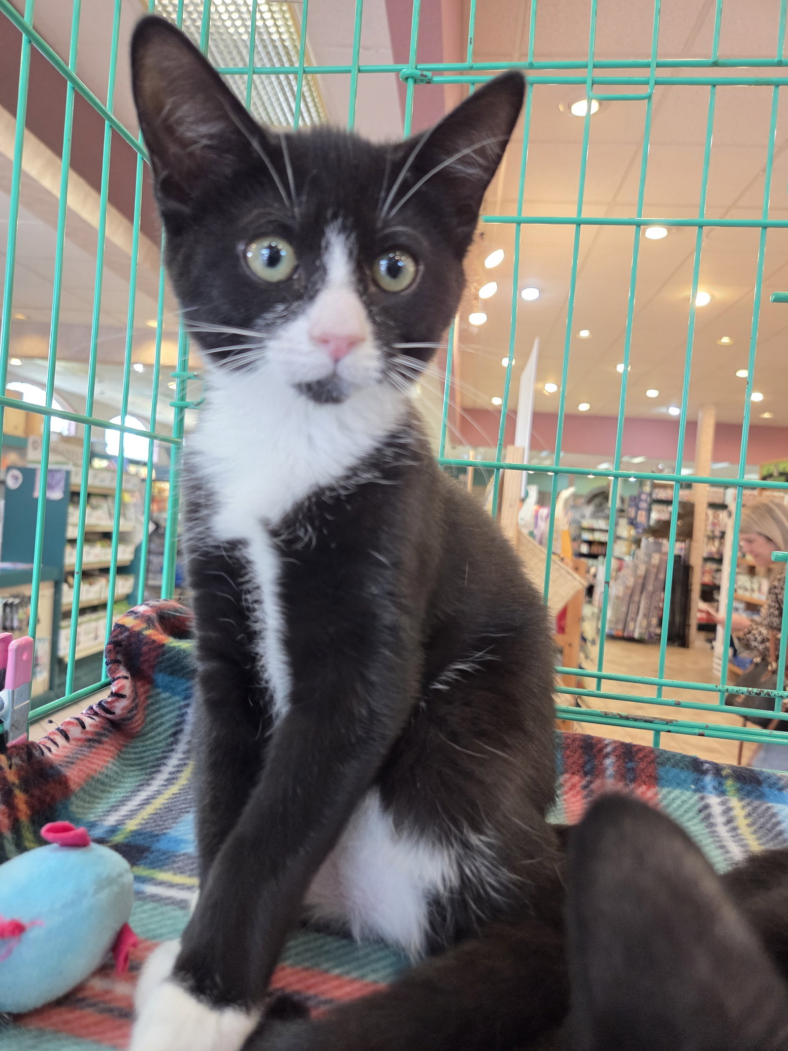 Pearl Kitten, Domestic Short Hair