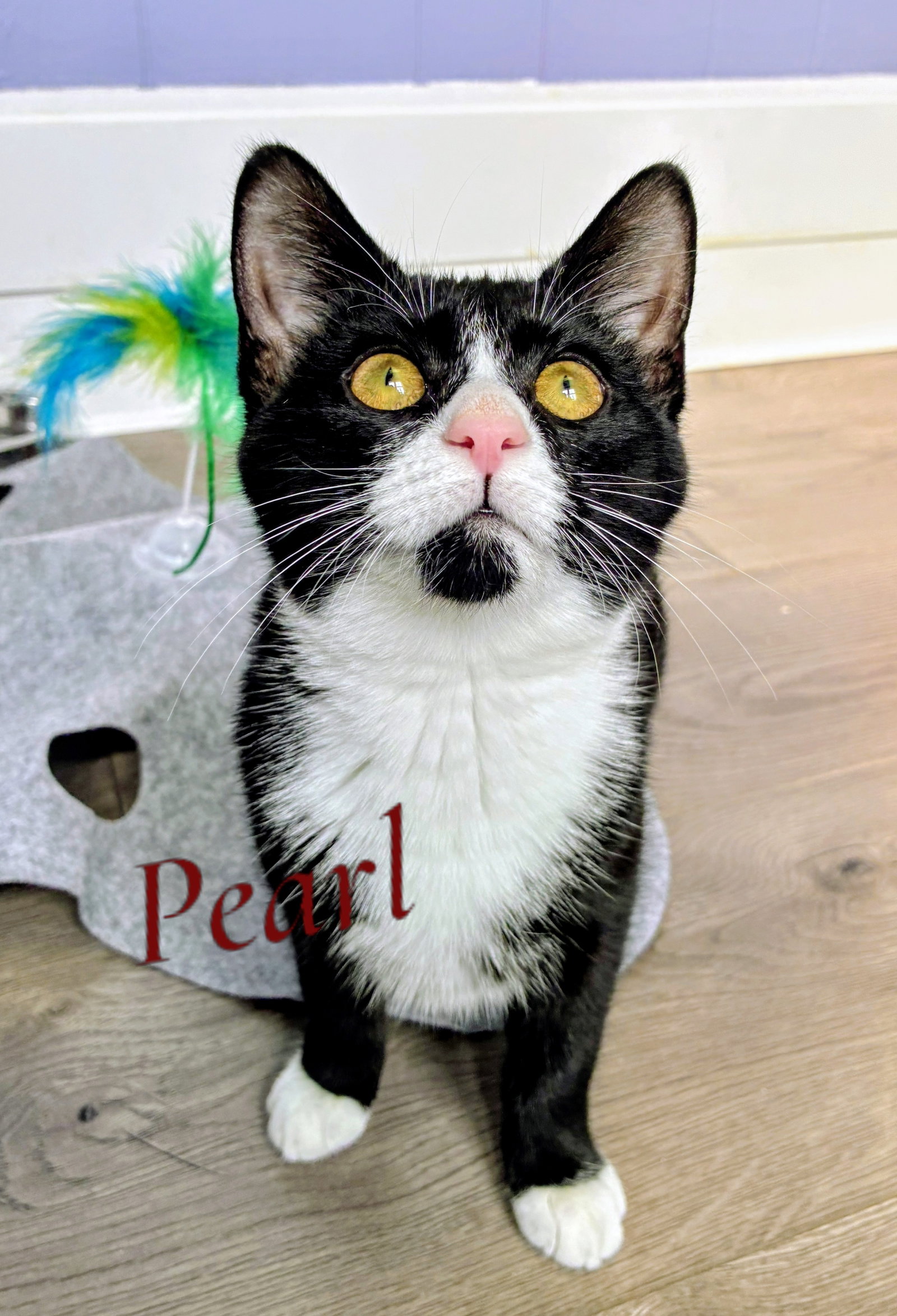 Pearl Kitten
