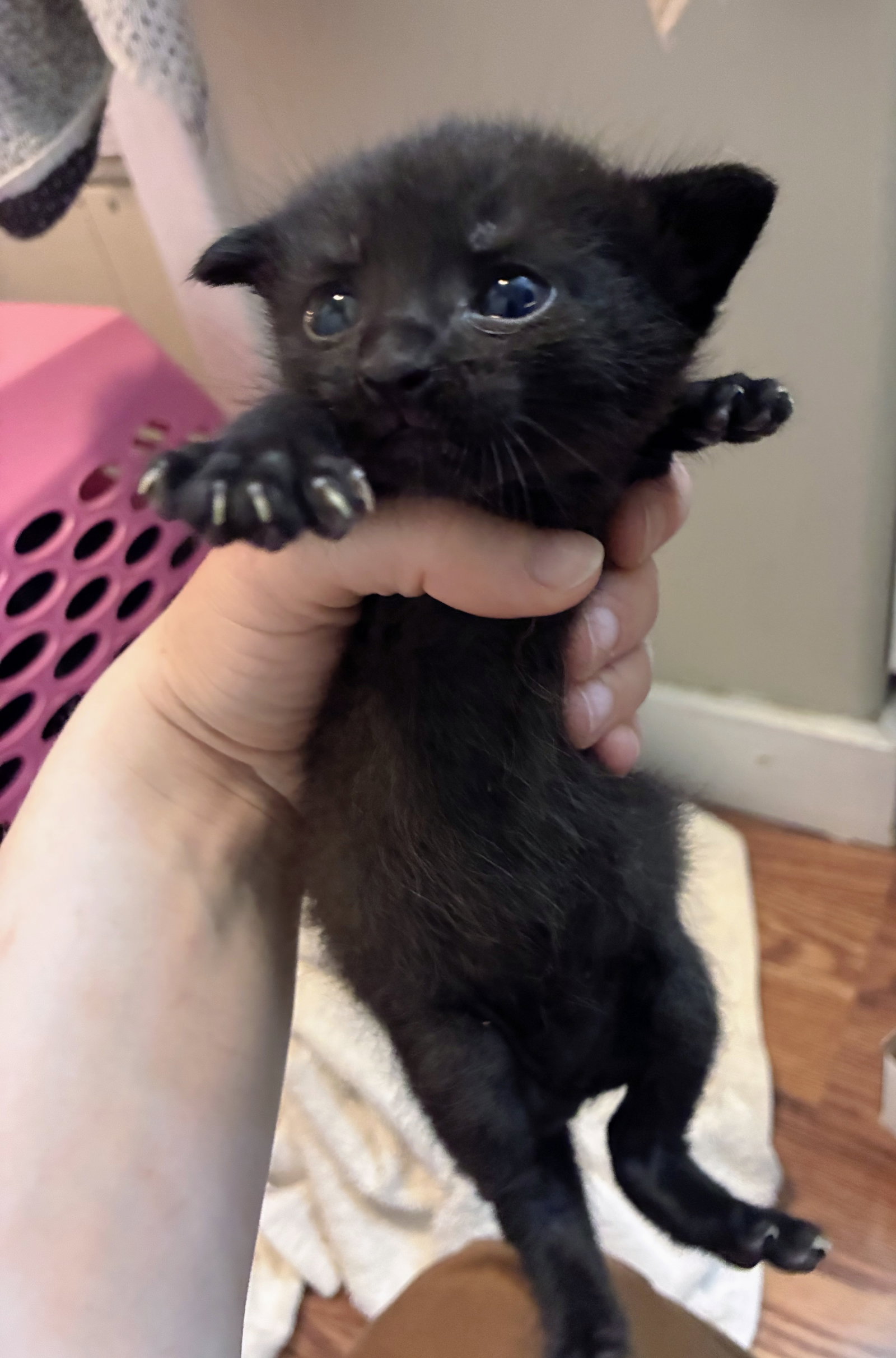 Gil Kitten, photo 6