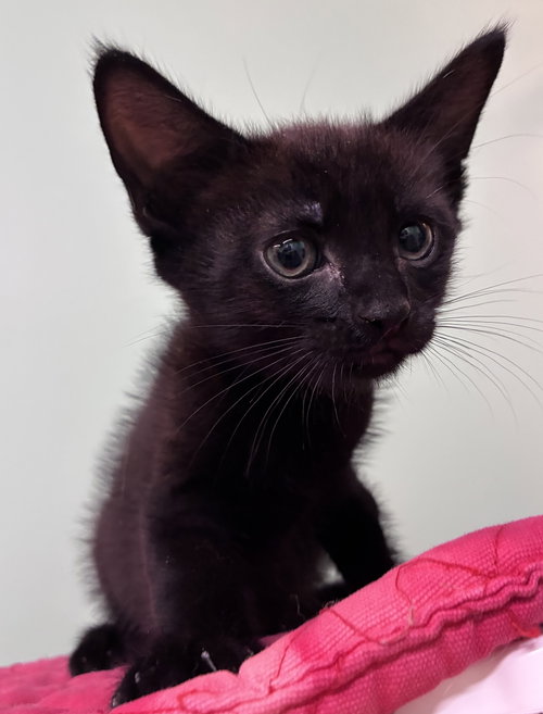 Photo 4 of Gil Kitten
