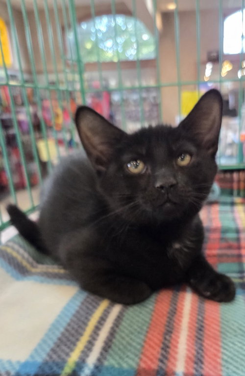 Photo 2 of Gil Kitten