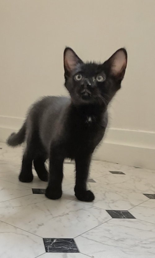 Photo 3 of Gil Kitten