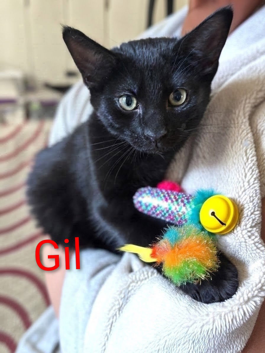 Gil Kitten, Domestic Short Hair