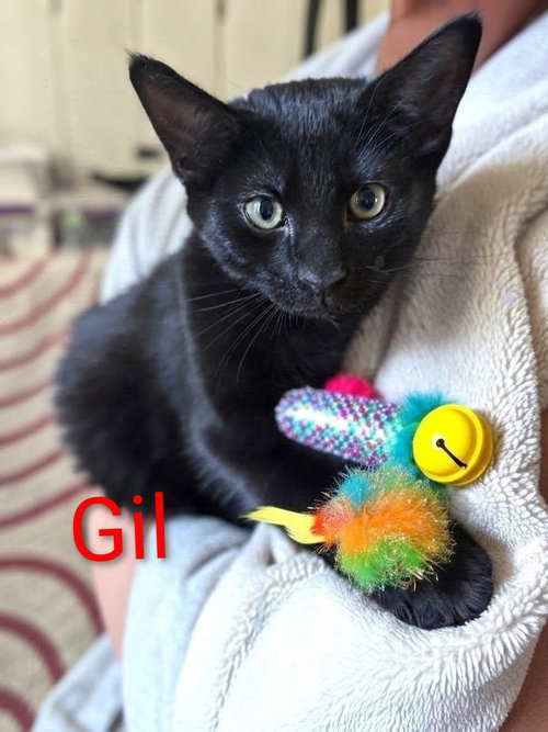 Gil Kitten, a cat for adoption from Tails of Hope Cat Rescue of Eastern PA