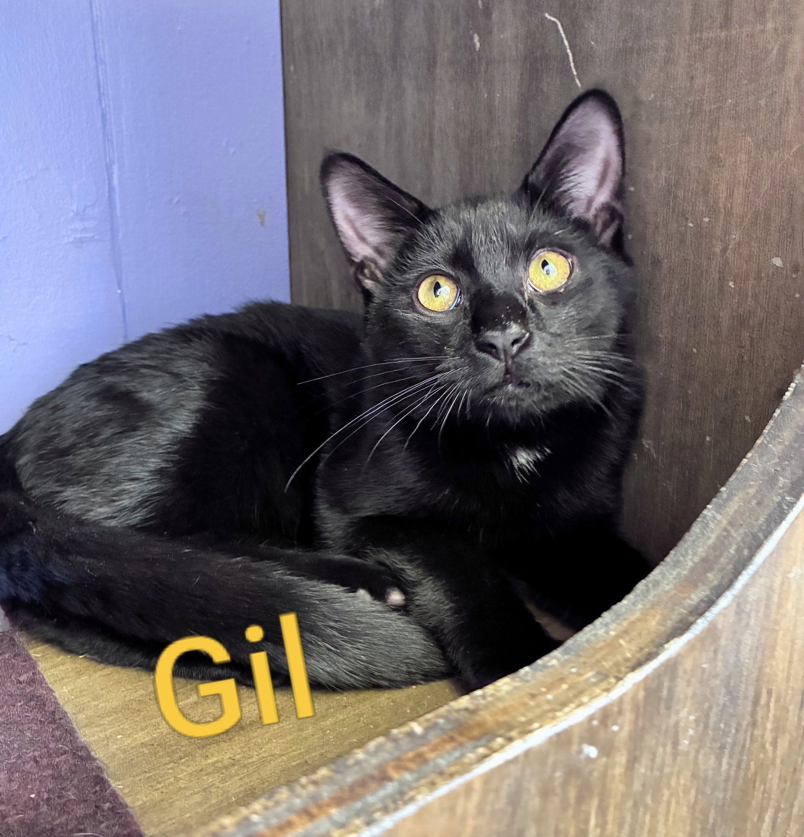 Gil Kitten