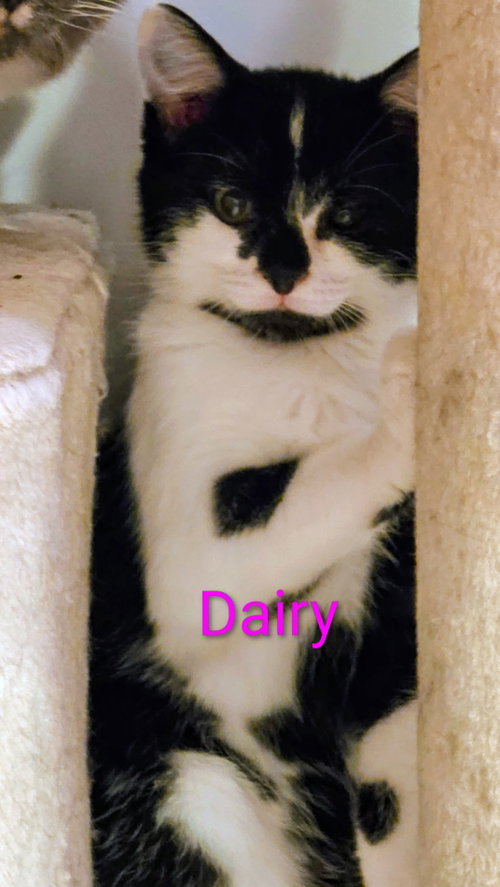 Dairy Kitten, a cat for adoption from Tails of Hope Cat Rescue of Eastern PA