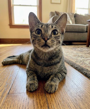 Deb (retired mom), Domestic Short Hair