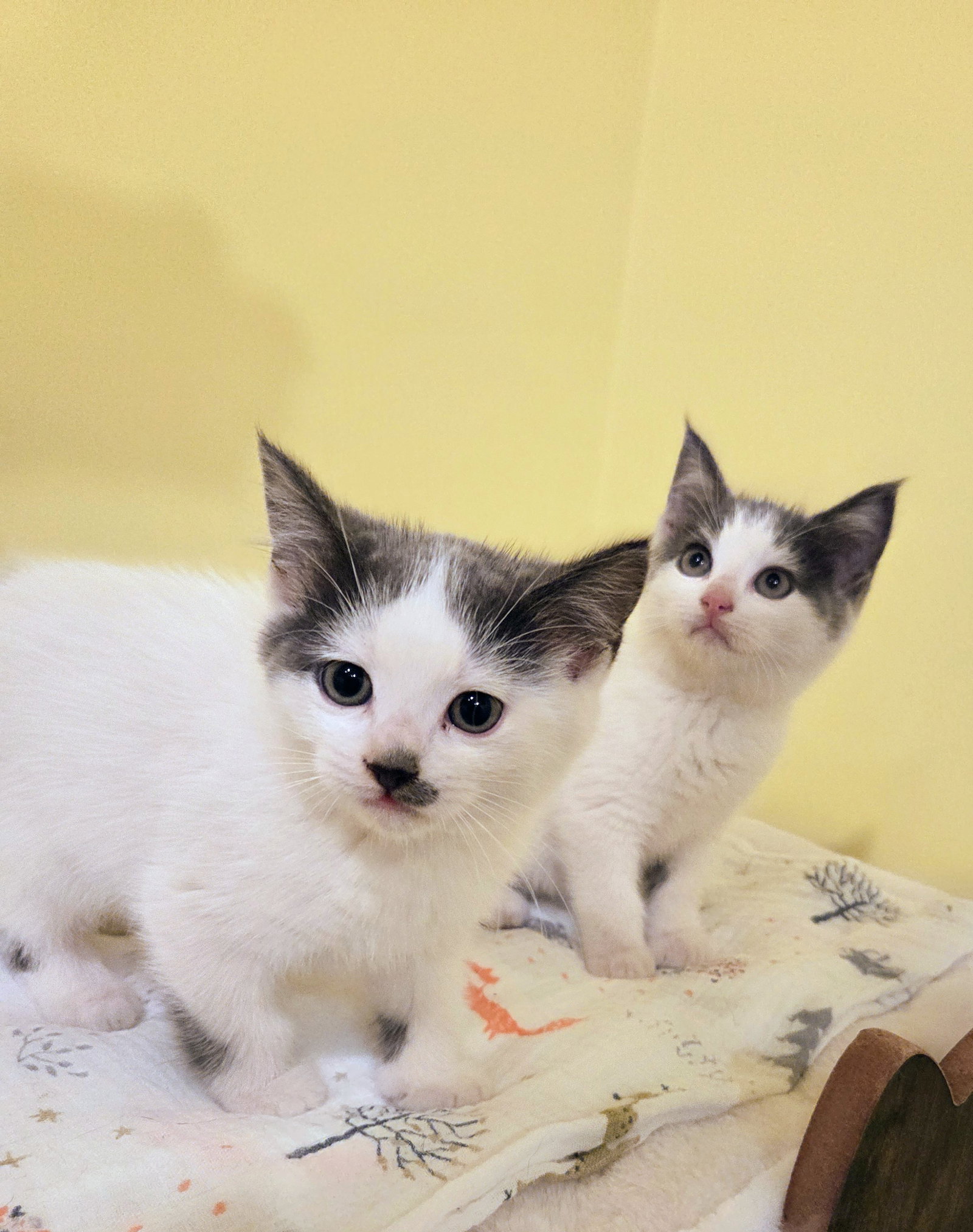 Matilda Kitten, photo 2