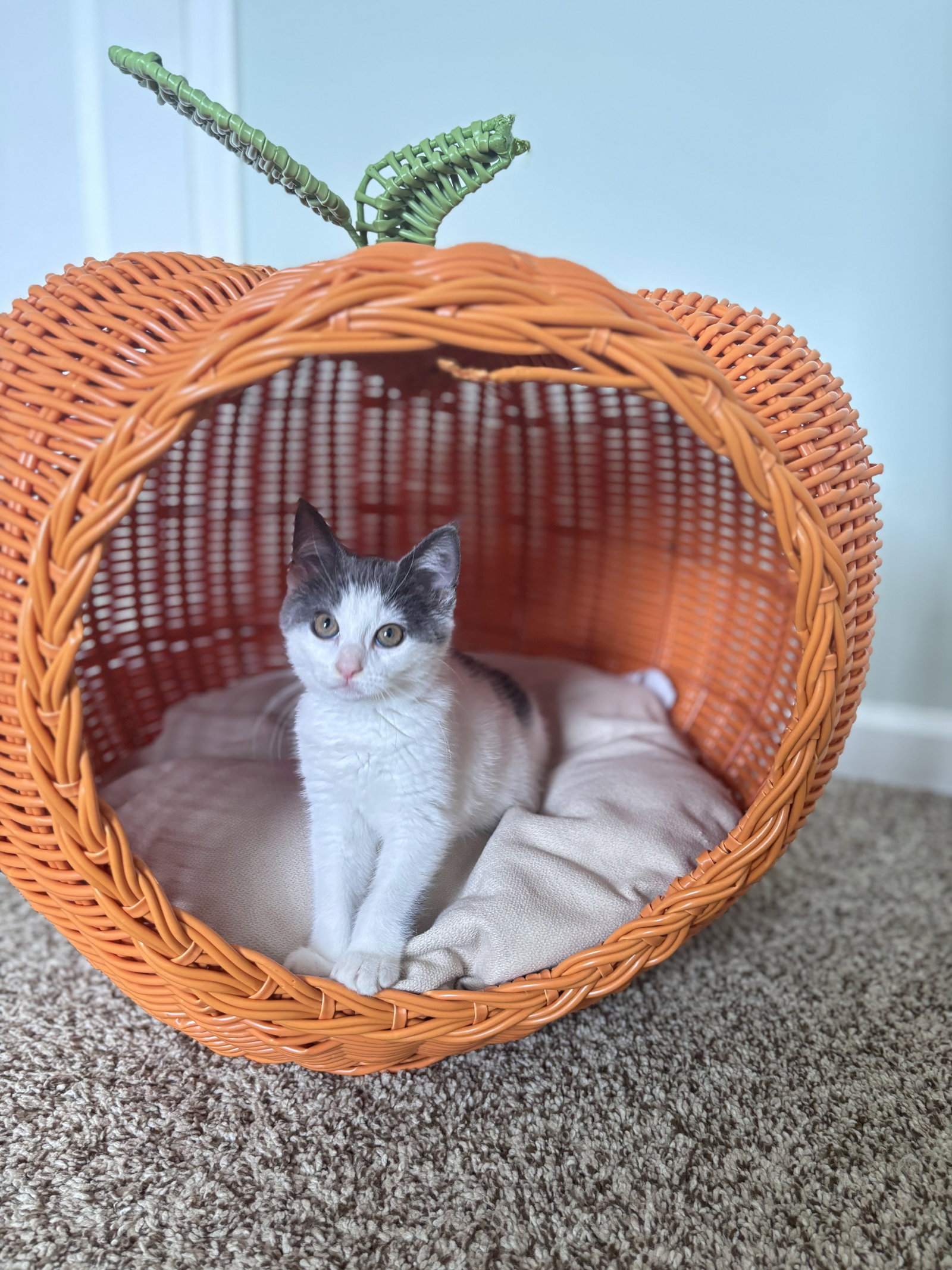 Matilda Kitten