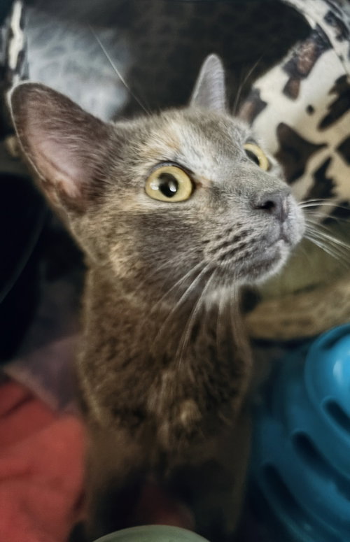 Azul (retired mom), a cat for adoption from Tails of Hope Cat Rescue of Eastern PA