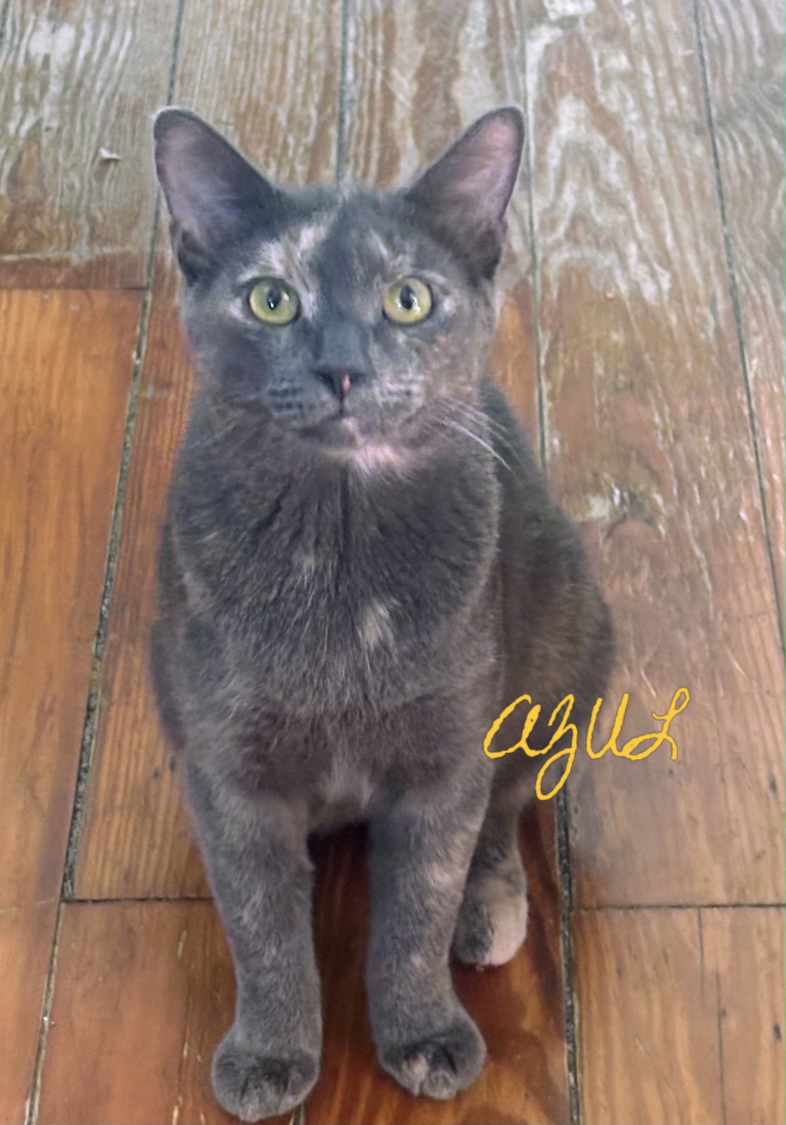Azul (retired mom)