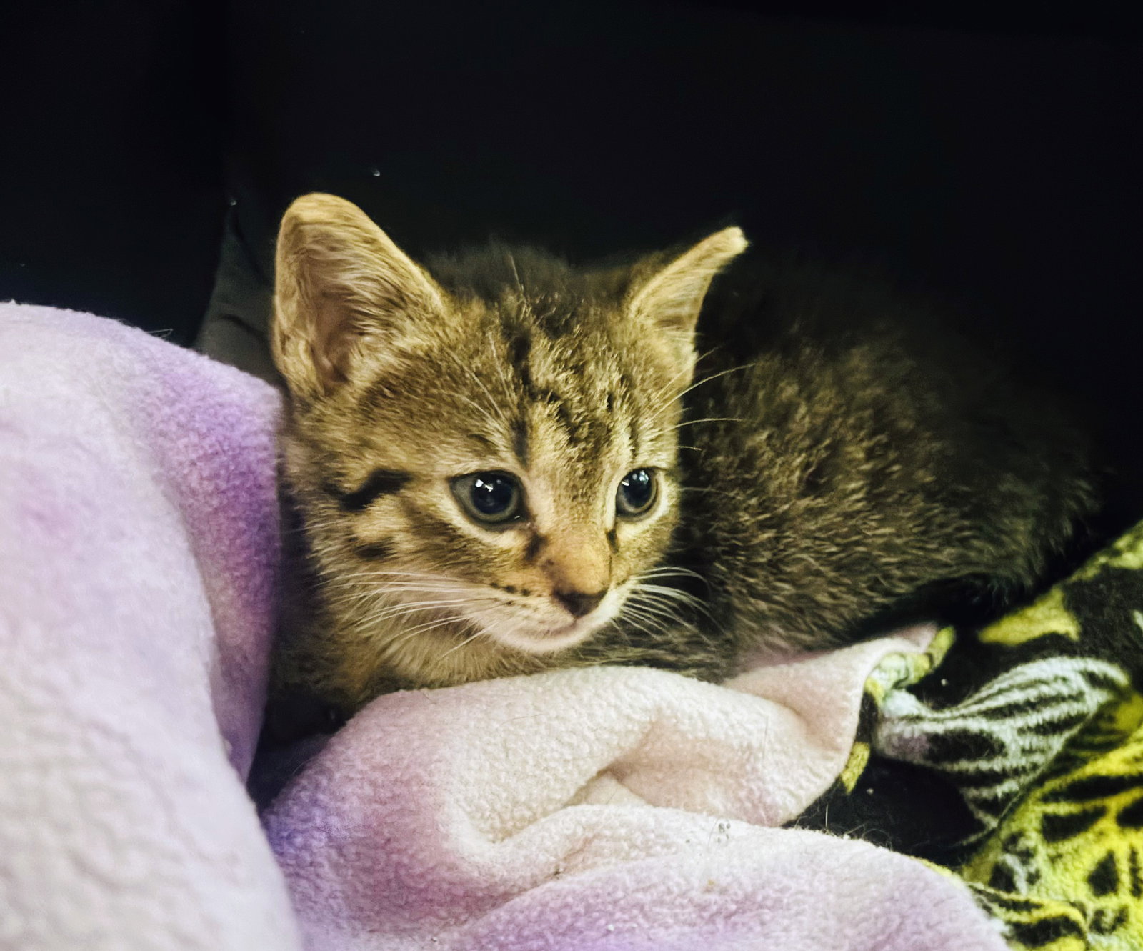 Mae Kitten, photo 2