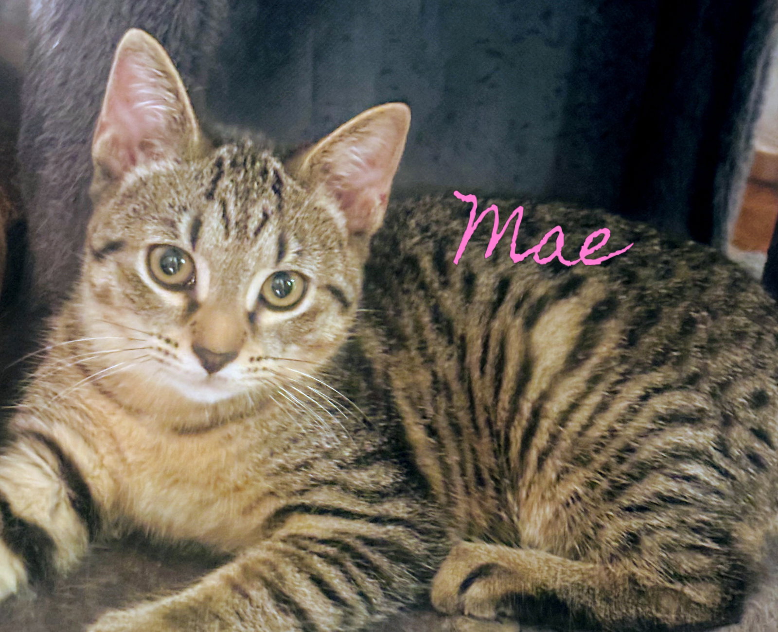 Mae Kitten