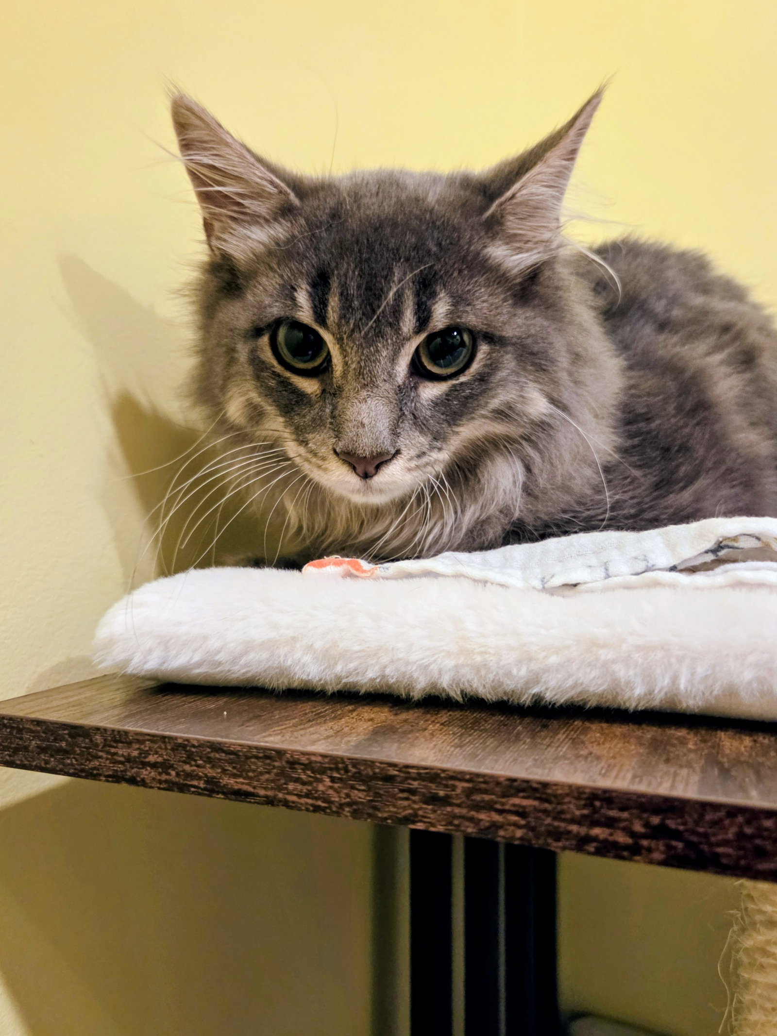 Sassafras Kitten