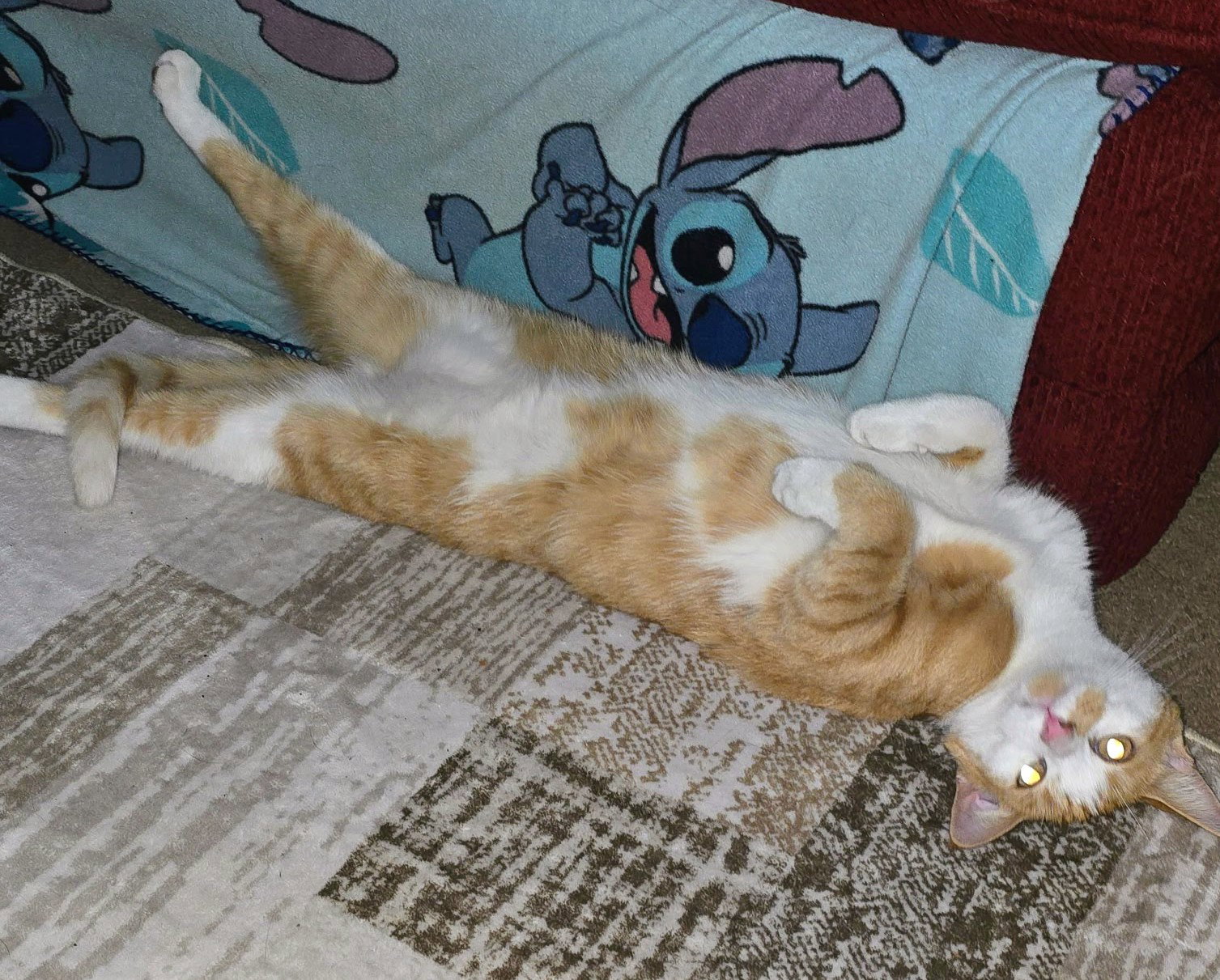 Timmy, photo 4