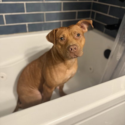 Pit Bull