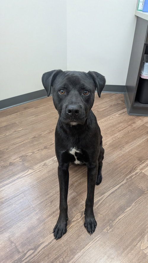 Tank, an adoptable American Staffordshire Terrier in Powell, OH