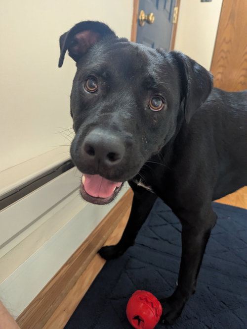Tank, a dog for adoption from Powell Animal Welfare Society (PAWS)