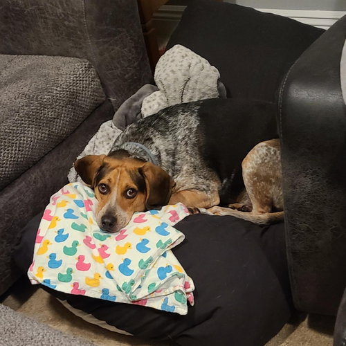 Stanley (courtesy post), an adoptable Beagle in Powell, OH
