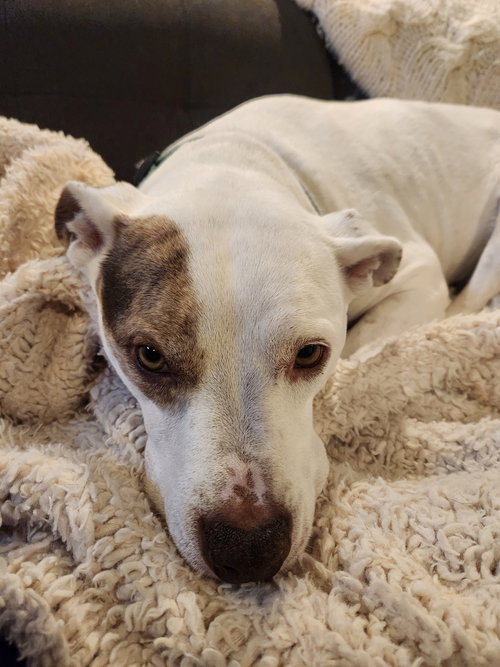 Kyra (Courtesy Post), an adoptable Pit Bull Terrier in Powell, OH