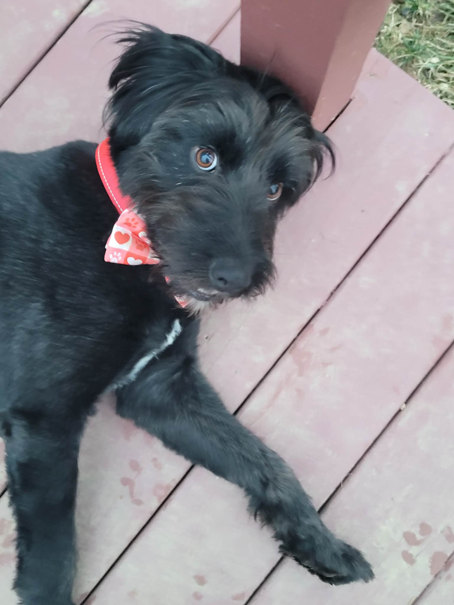 Labrador Retriever