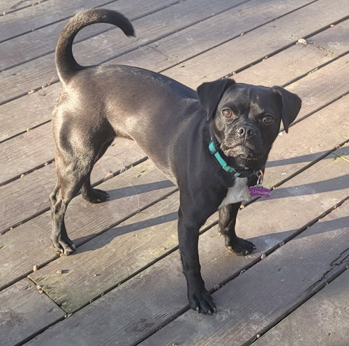 Ursula, an adoptable Pug in Powell, OH