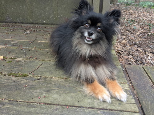 Pippa, an adoptable Pomeranian in Powell, OH