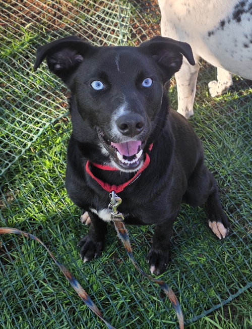 Azula, an adoptable Husky in Powell, OH