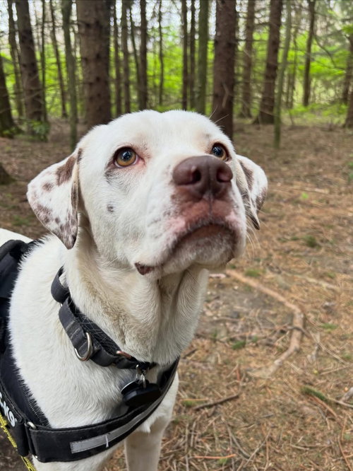 Dottie, an adoptable Unknown breed in Powell, OH