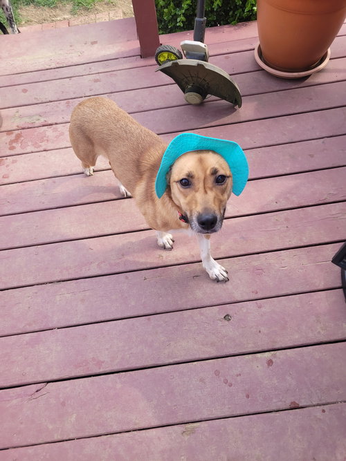 Gracie Lou Freebush, an adoptable Corgi in Powell, OH