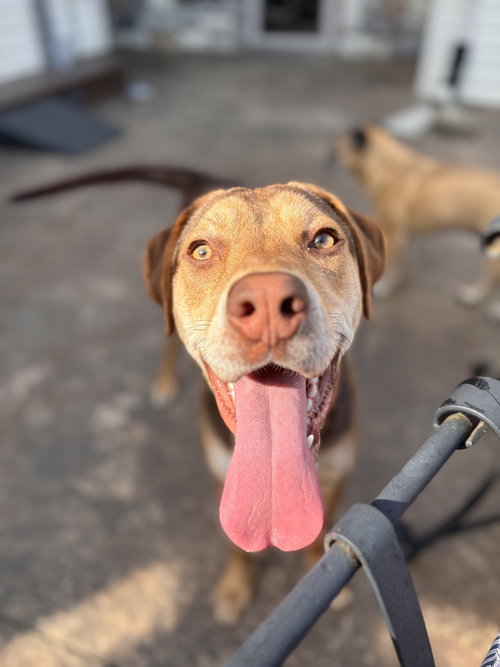 Poppy, an adoptable Hound in Powell, OH