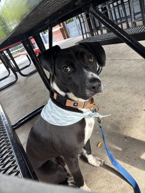 Dash, an adoptable Beagle in Powell, OH