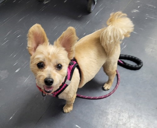 Zsa Zsa, an adoptable Yorkshire Terrier Yorkie in Powell, OH