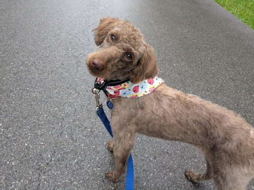 Daisie, an adoptable Poodle in Powell, OH