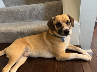 Artie, an adoptable Beagle in Powell, OH