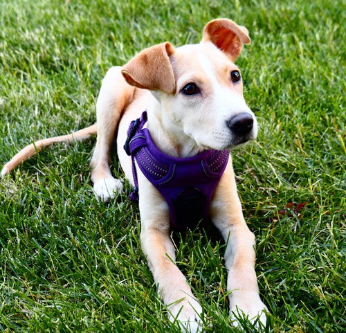 Dobbie, an adoptable Labrador Retriever in Powell, OH