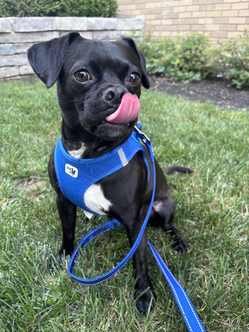 Ursula, an adoptable Pug in Powell, OH