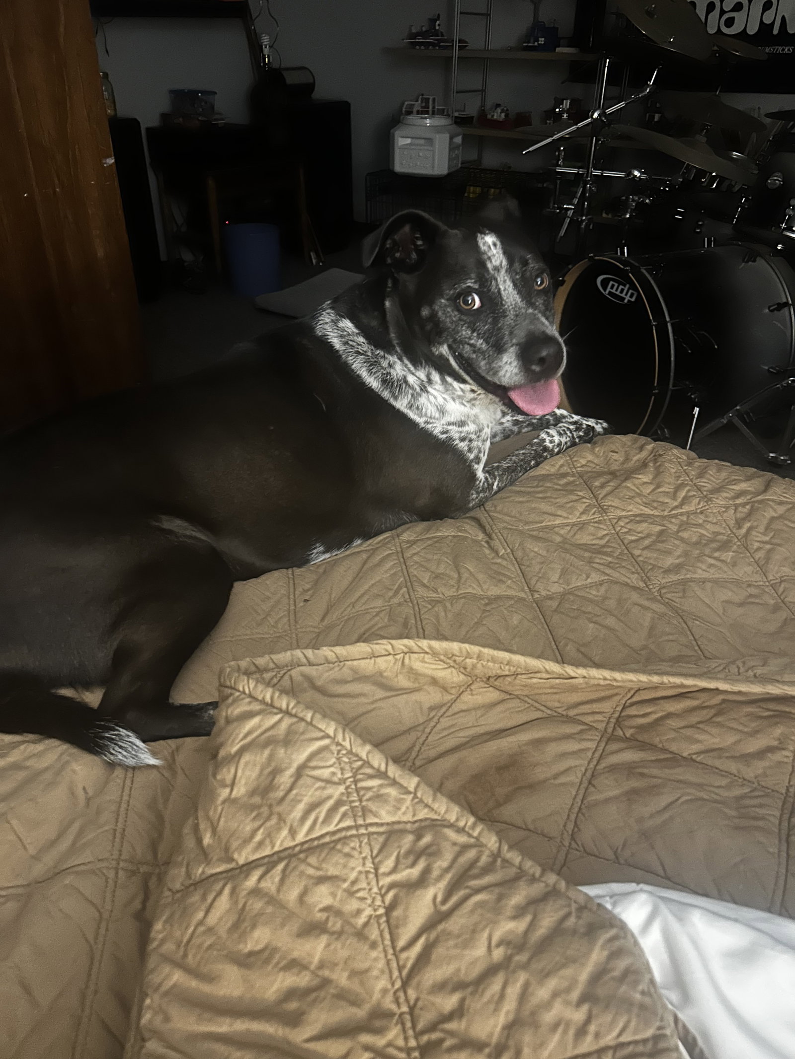 Ziggy, Mixed Breed