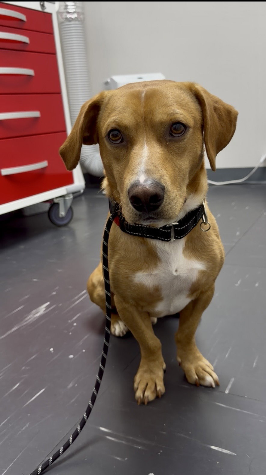 Rusty, Dachshund