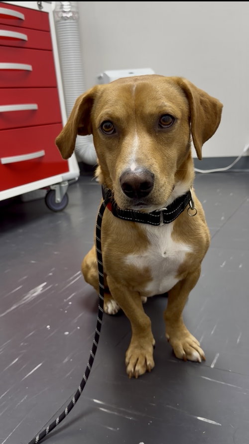 Rusty, a dog for adoption from Powell Animal Welfare Society (PAWS)