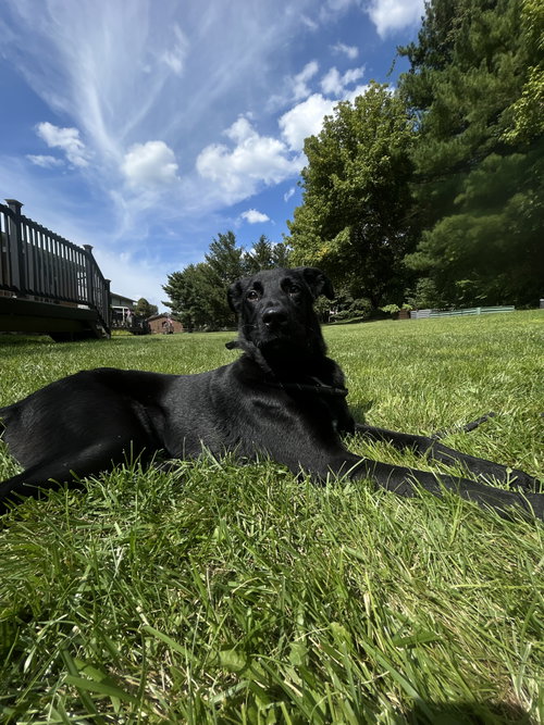 Padfoot, a dog for adoption from Powell Animal Welfare Society (PAWS)
