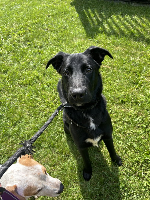 Photo 2 of Padfoot