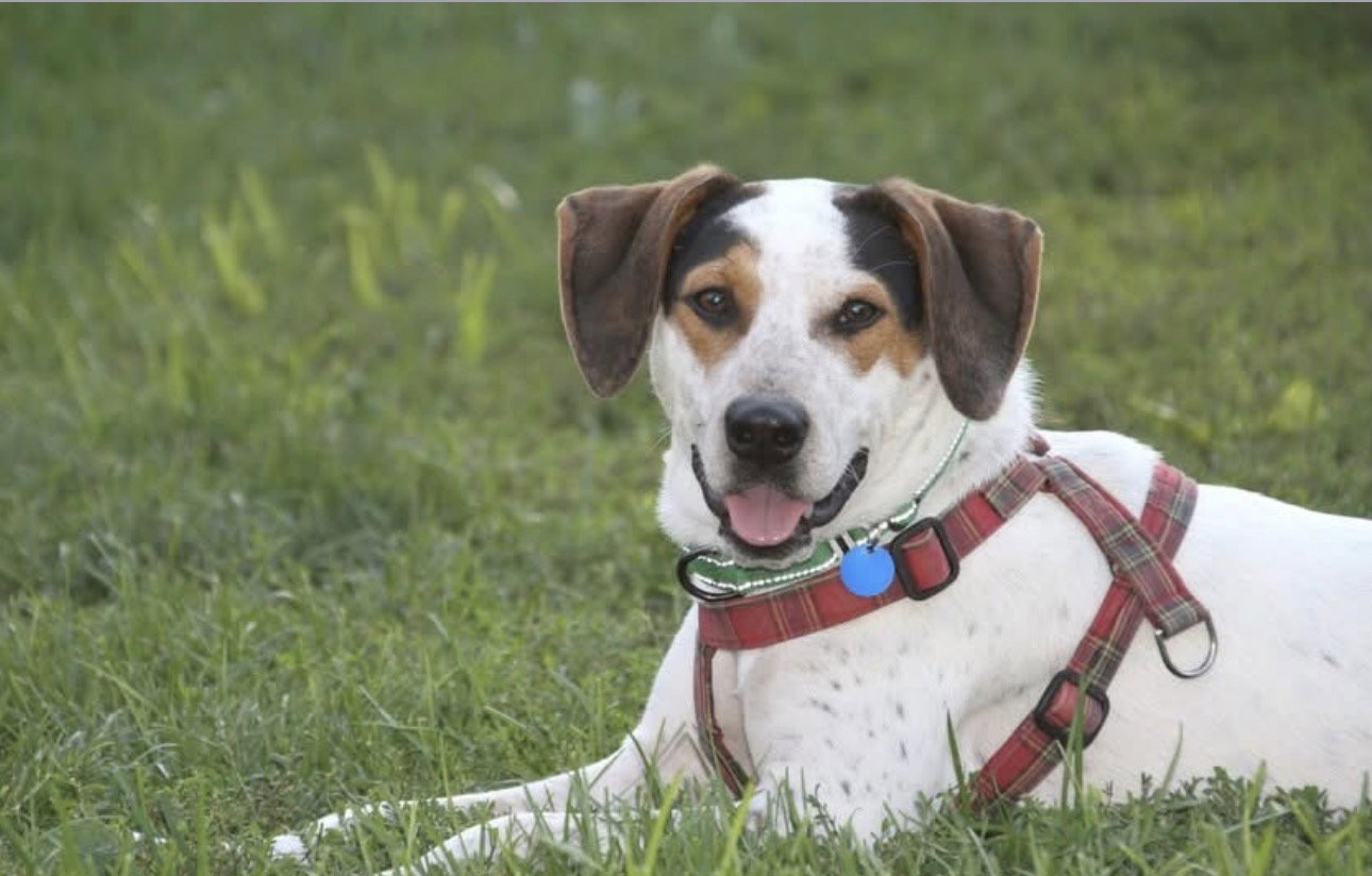 Otto, Pointer
