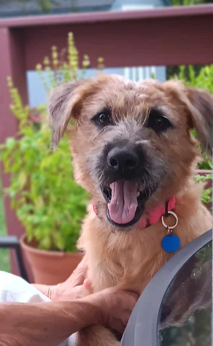 Rupert, Terrier