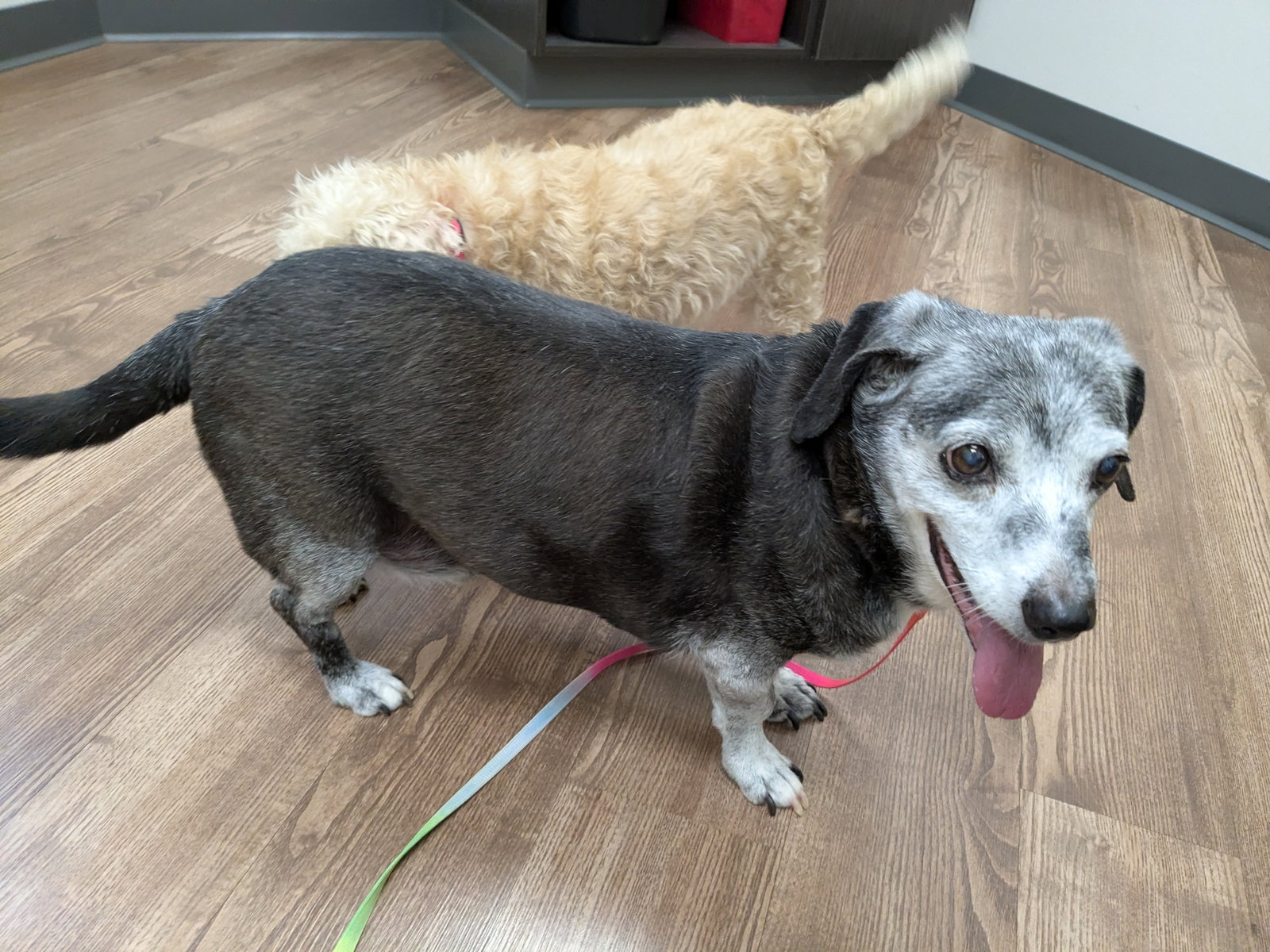 Brosnan, Dachshund